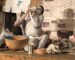 Companhia de Artes Mintsu apresenta “FéCALIDADE” no CCMA