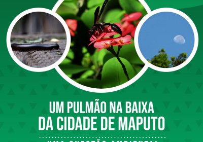 Documentário Televisivo “Um Pulmão na Baixa da Cidade de Maputo”