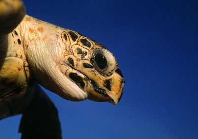 Ciência e Cultura Unem-se em Defesa da Biodiversidade Marinha em Moçambique