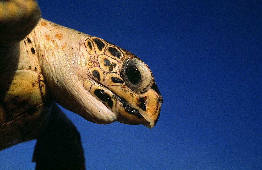 Ciência e Cultura Unem-se em Defesa da Biodiversidade Marinha em Moçambique