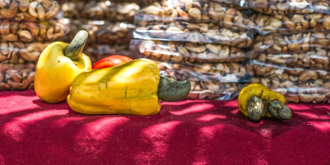 Mandjakazi em Festa: VII Festival Distrital de Caju e início da campanha de comercialização da castanha