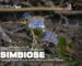Descubra a “Simbiose” entre natureza e poluição com Anésio Manhiça e Bruno Gomes
