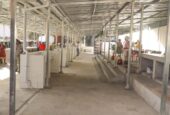 Mercado do Povo recebe novas bancas para venda de frango após requalificação